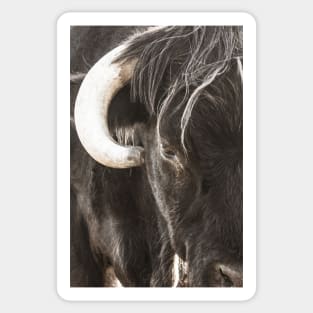 Bulls head Sticker